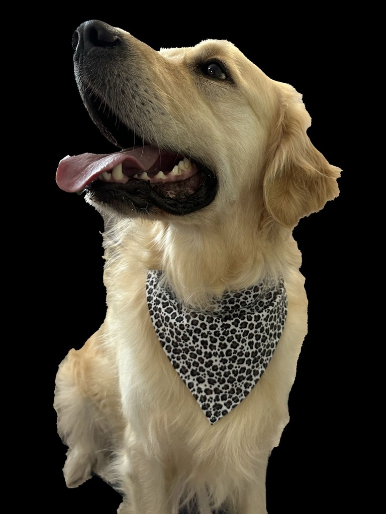 Bandana Chien Taille L